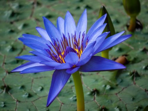 Blue Nymphaea Caerulea, For Medicines, Style : Fresh