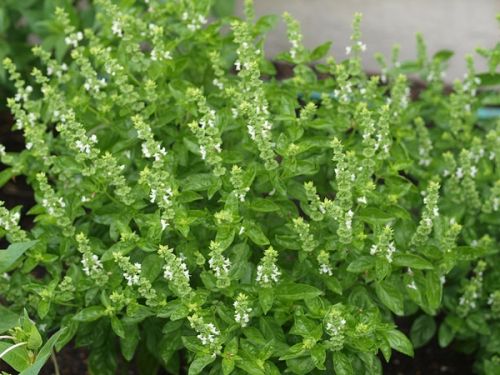 Organic Ocimum Basilicum, Style : Raw