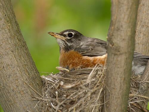 PET Nest, Color : Brown