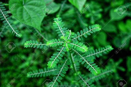 Green Phyllanthus Amarus, For Medicinal, Grade : Pharmaceutical