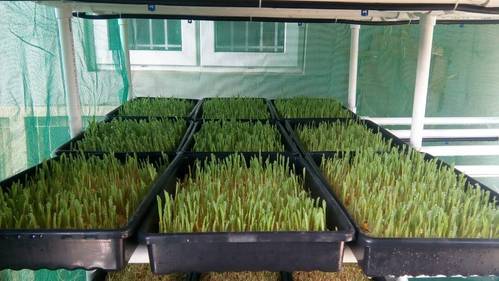 Hydroponic Fodder Machine