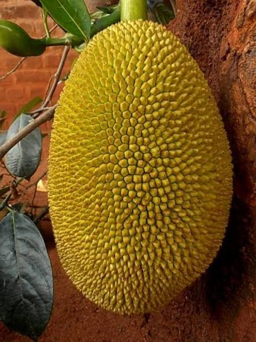 Green Jack Fruit, Shelf Life : 0-15Days