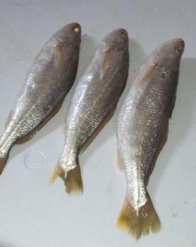 Croaker Fish, For Cooking, Style : Preserved