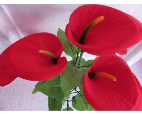 Red Anthurium Flower