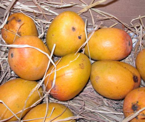 Organic Alphonso Mango, For Direct Consumption, Food Processing, Juice Making, Style : Fresh