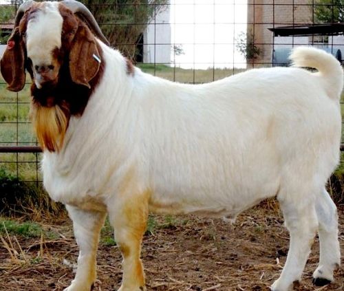 BOER GOAT AT AFFORDABLE PRICES, For Laptop Use