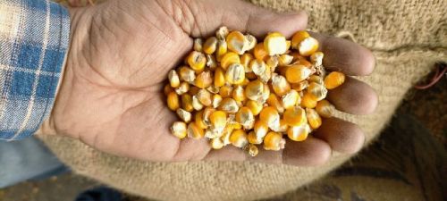 Yellow maize seeds, Country of Origin : India