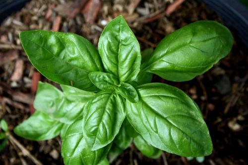 Basil Leaves, For Cooking, Spices, Color : Green