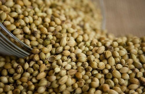 Natural Coriander Seed (Dhaniya), For Cooking, Style : Fresh