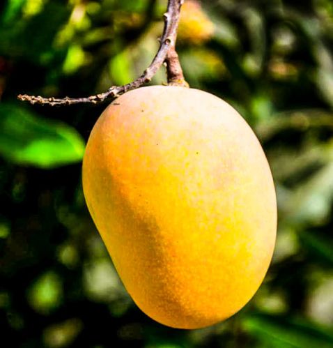 Fresh Mango,fresh Mango