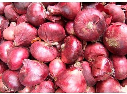 Fresh Red Onion, Packaging Type : Mesh Bag