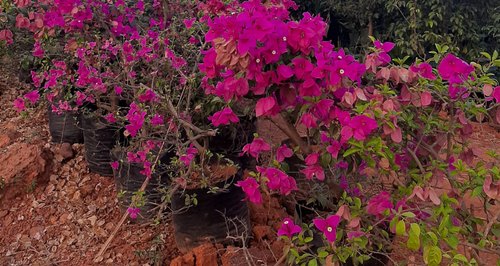 Bougainvillea Plant