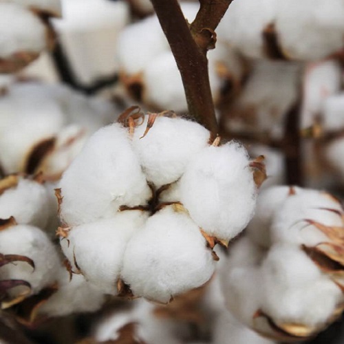 Raw Cotton, For Textile Industry, Feature : Premium Quality