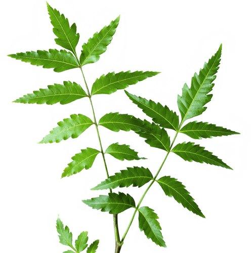 Jupiter Neem Leaves, For Cosmetic, Medicine, Form : Leaf