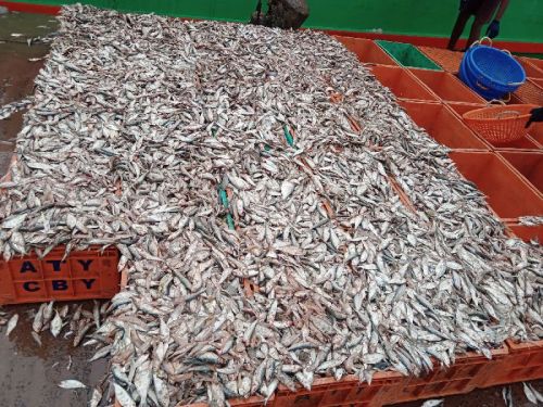 KMP Fresh Oil Fish, Packaging Type : Plastic Packets
