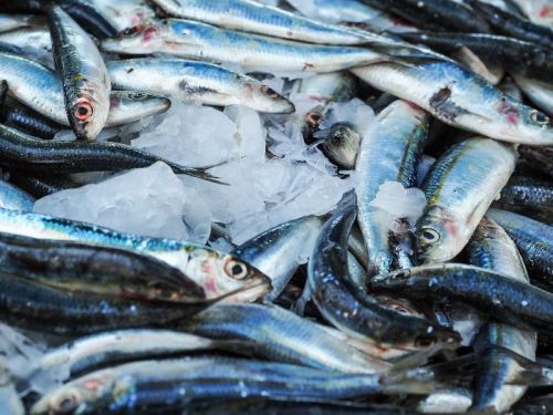 KMP Fresh Sardine Fish, For Yes, Feature : Seafish