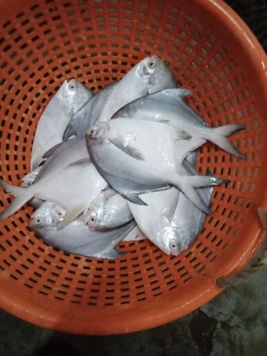 Fresh White Pomfret Fish, Certification : FSSAI