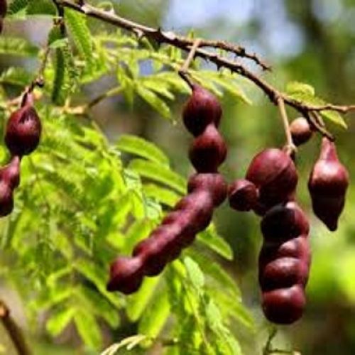 Organic Acacia Concinna, For Medicine, Murabba, Style : Fresh