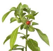 Ashwagandha Leaves, Packaging Type : Container, Gunny Bags, Jute Bag, Plastic Bag, PP Bag