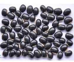 Common Black Kaunch Seeds, For Cooking, Certification : FSSAI Certified