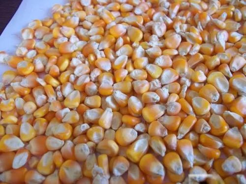 Yellow Maize, For Animal Food, Bio-fuel Application, Cattle Feed, Human Food, Variety : Corn Gluten Meal