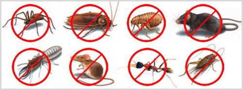 Termite Control Services