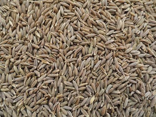 Cumin seeds, Purity : 99%, 99.5%
