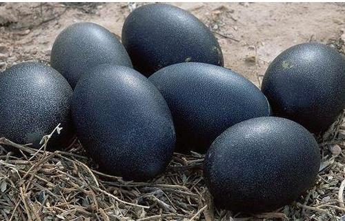 Black Kadaknath Poultry Eggs