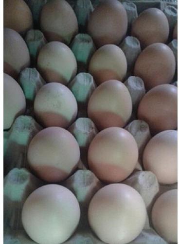 Kadaknath Chicken Eggs, Style : Fresh