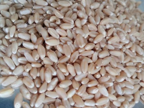 Common Wheat (sortex), For Bakery Products, Cookies, Cooking, Making Bread, Packaging Type : PP Bag
