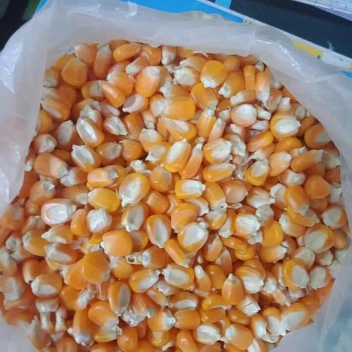 Gmo yellow corn, Certification : ISO 9001-2008