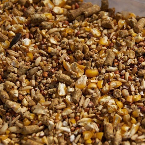 Layer Chicken Feed, For Poultry Farm