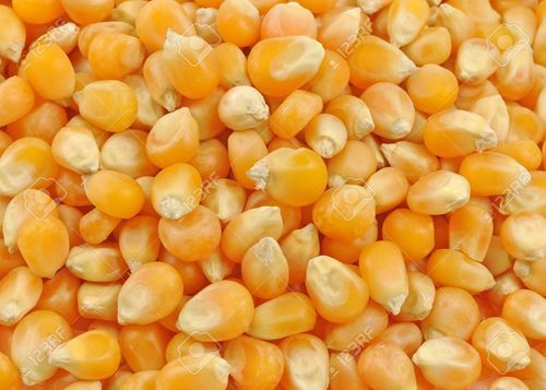 Sunjeevan Organic Maize Seeds, Packaging Type : Plastic Pouch, PP Bag