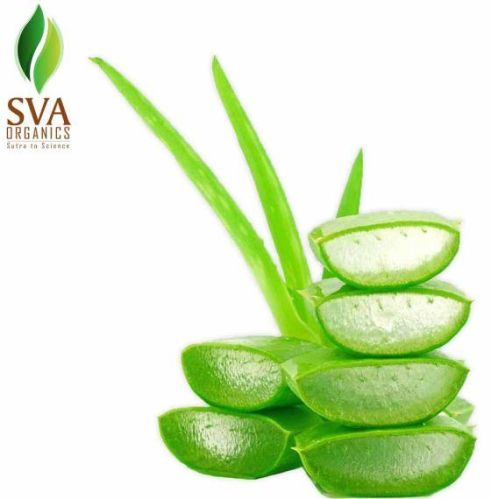 Aloe Vera Dry Extract