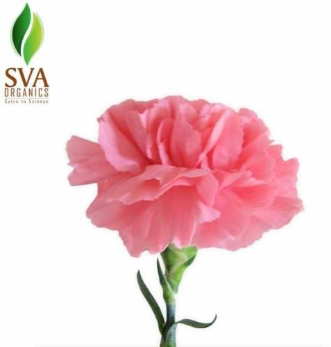 Carnation Floral Wax