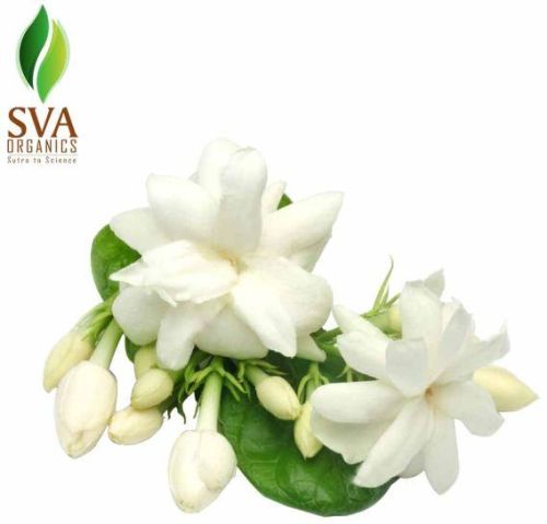 Chrysanthemum Absolute