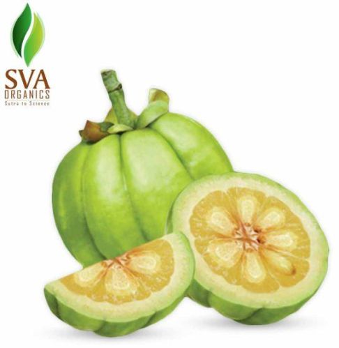 Garcinia Extract,garcinia Extract