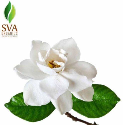 Gardenia Fragrance