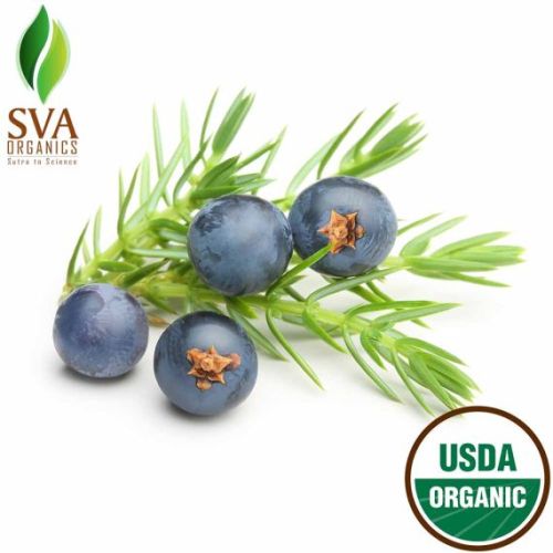 Juniper Berry Essential Oil