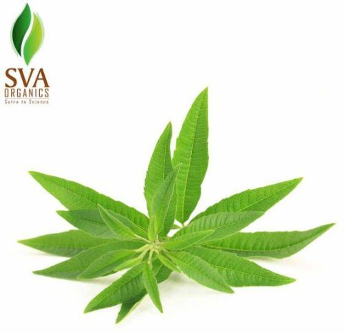 Lemon Verbena Fragrance Oil