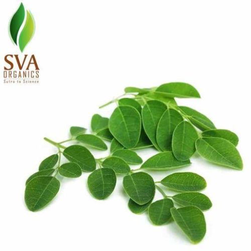 Moringa Extract