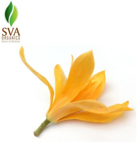 Red Champaca Absolute