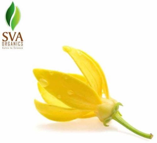Ylang Ylang Fragrance