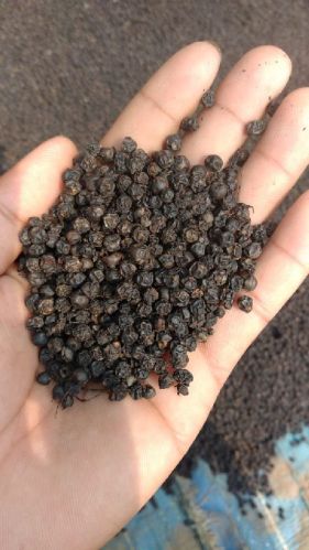 MMK EXPORT Organic Raw Black Pepper Seeds, Packaging Type : Gunny Bag, Jute Bag, Plastic Pouch