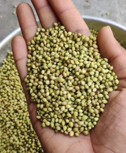 MMK EXPORT Raw Organic Coriander Seeds, Packaging Type : Plastic Packet