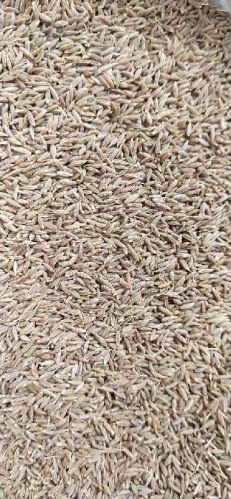 MMK EXPORT Organic Cumin Seeds, Packaging Type : Plastic Packet