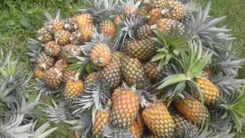 Fresh Pineapple, Shelf Life : 15 Days