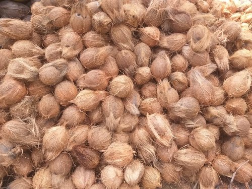 Organic Semi Husked Coconut, For Free From Impurities, Good Taste, Packaging Type : Gunny Bags, Jute Bags