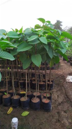 0-40 DEG C Kadam Plant, Certification : Iso 9001:2008 Certified