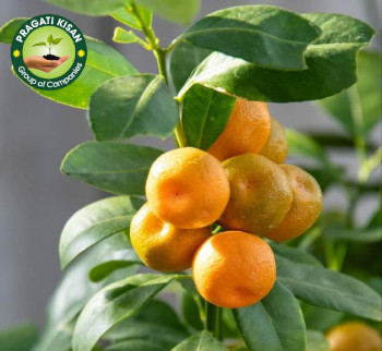 Orange Plant, Packaging Type : Green